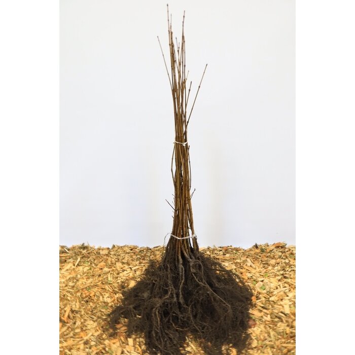 Acer platanoides - Noorse esdoorn (Kale wortel) PRE-ORDER
