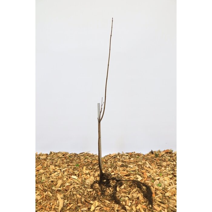 Acer platanoides - Noorse esdoorn (Kale wortel) PRE-ORDER