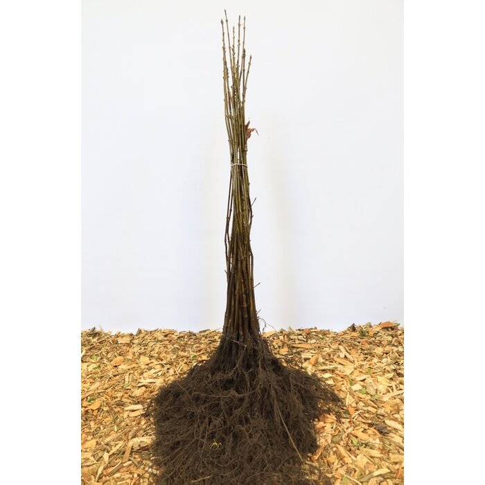 Acer pseudoplatanus - Esdoorn (Kale wortel) PRE-ORDER