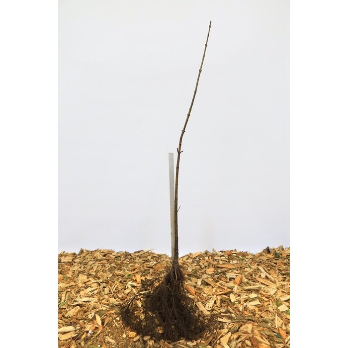 Acer pseudoplatanus - Esdoorn (Kale wortel) PRE-ORDER
