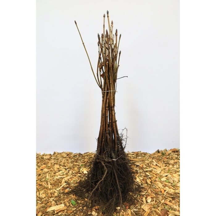 Aesculus hippocastaneum - Witte paardenkastanje (Kale wortel)