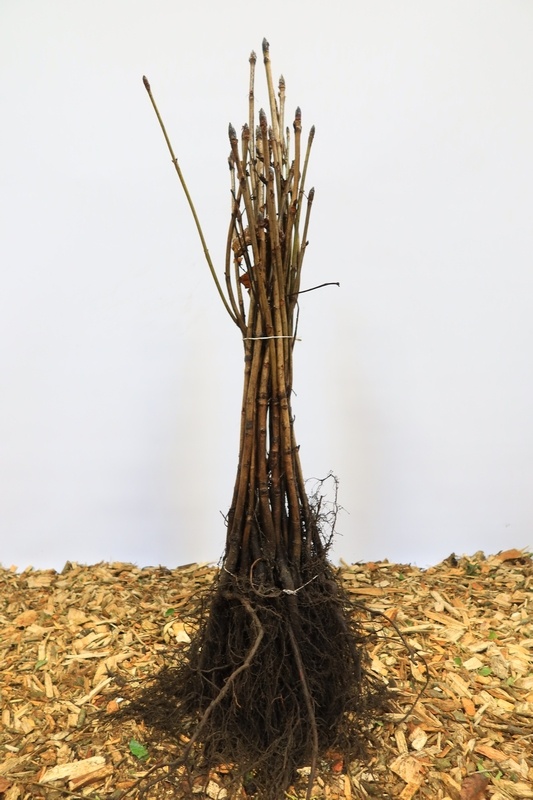 Aesculus hippocastaneum - Witte paardenkastanje (Kale wortel)