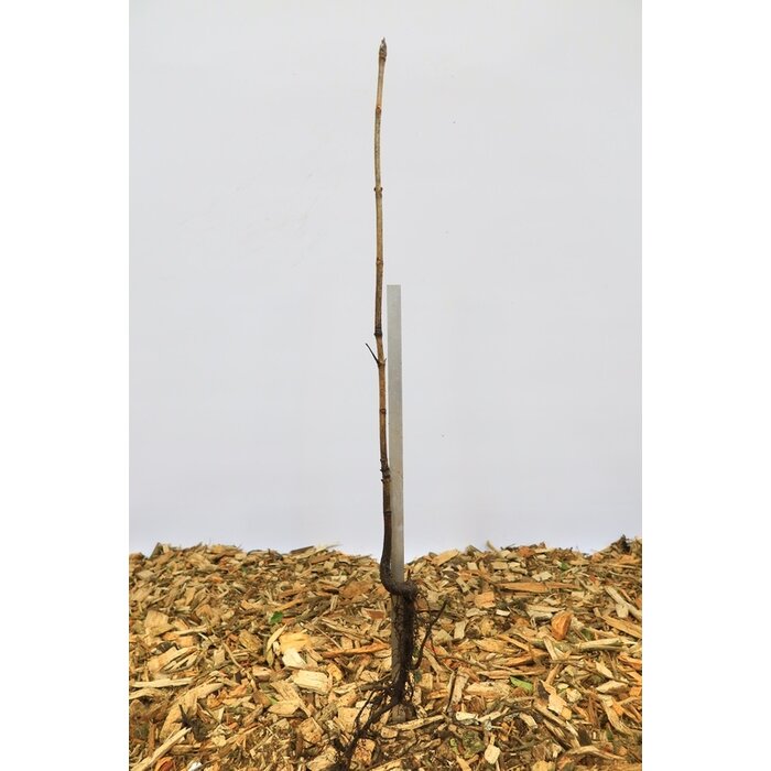 Aesculus hippocastaneum - Witte paardenkastanje (Kale wortel)