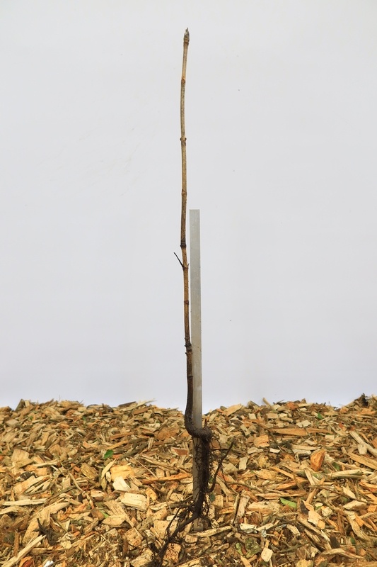 Aesculus hippocastaneum - Witte paardenkastanje (Kale wortel)