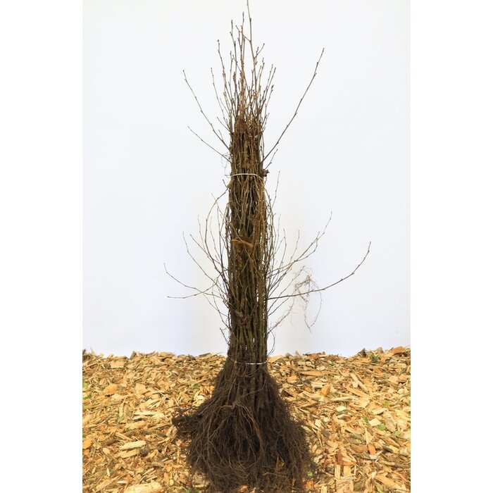 Tilia cordata - Winterlinde (Kale wortel)