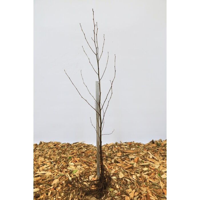 Tilia cordata - Winterlinde (Kale wortel)