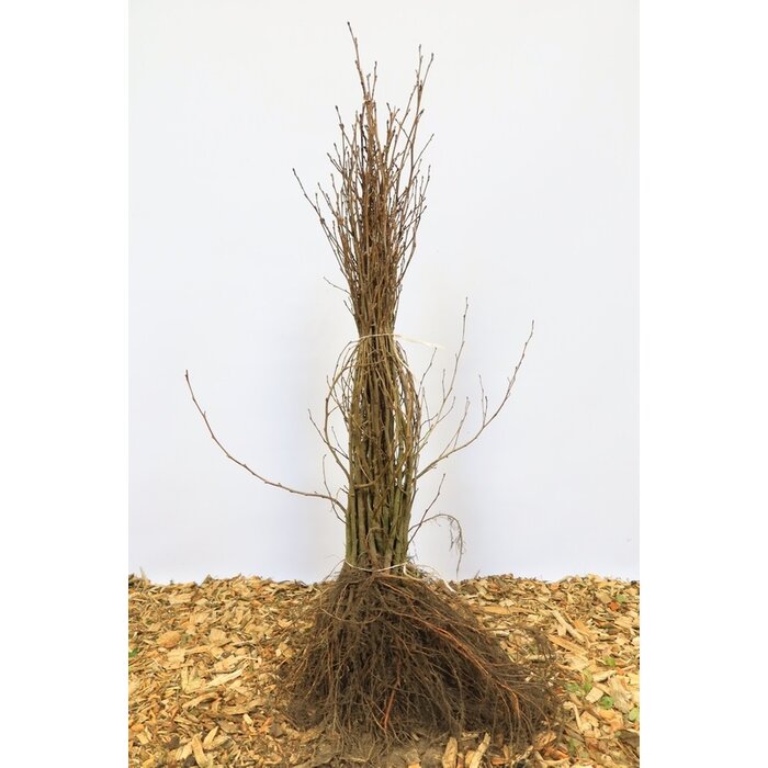 Alnus glutinosa - Zwarte els (Kale wortel) PRE-ORDER