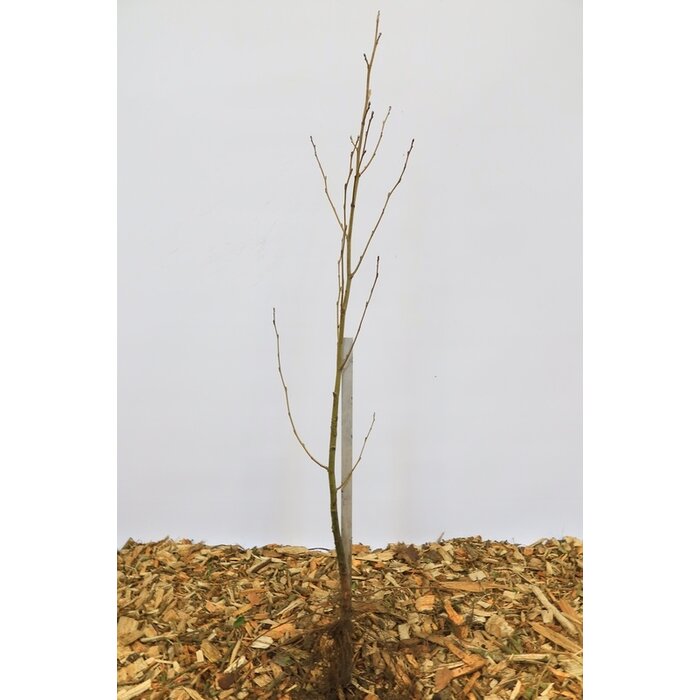 Alnus glutinosa - Zwarte els (Kale wortel) PRE-ORDER