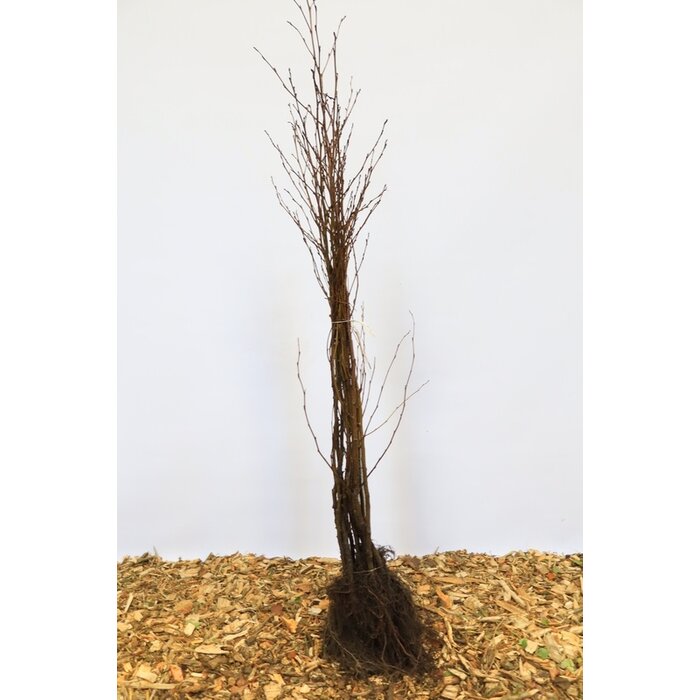 Alnus glutinosa - Zwarte els (Kale wortel) PRE-ORDER