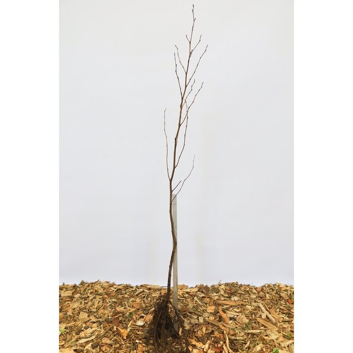 Alnus glutinosa - Zwarte els (Kale wortel) PRE-ORDER