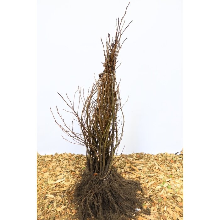 Alnus incana - Witte els (Kale wortel)