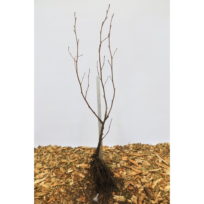Alnus incana - Witte els (Kale wortel) PRE-ORDER