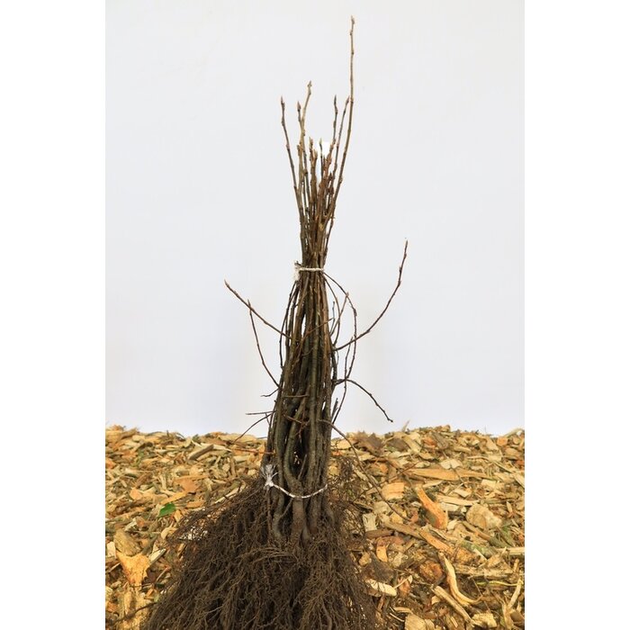 Amelanchier lamarckii - Krentenboompje (Kale wortel) PRE-ORDER