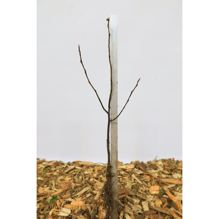 Amelanchier lamarckii - Krentenboompje (Kale wortel) PRE-ORDER