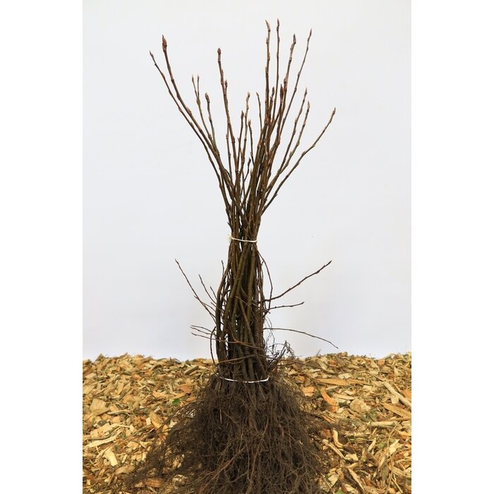 Amelanchier lamarckii - Krentenboompje (Kale wortel) PRE-ORDER