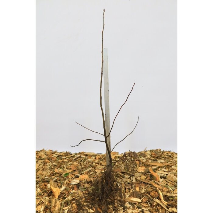 Amelanchier lamarckii - Krentenboompje (Kale wortel) PRE-ORDER