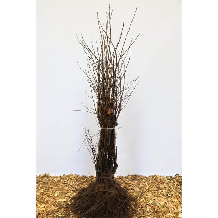Amelanchier lamarckii - Krentenboompje (Kale wortel) PRE-ORDER