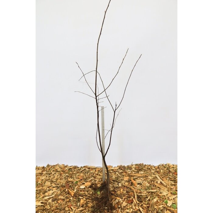 Amelanchier lamarckii - Krentenboompje (Kale wortel) PRE-ORDER