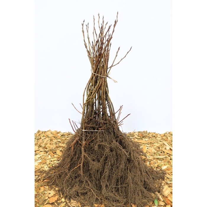 Aronia melanocarpa - Zwarte appelbes (Kale wortel)