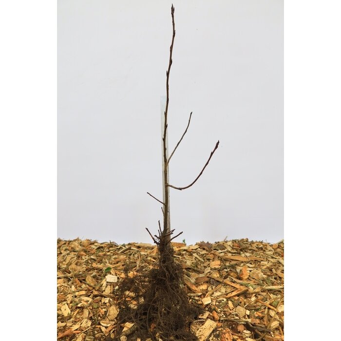Aronia melanocarpa - Zwarte appelbes (Kale wortel) PRE-ORDER
