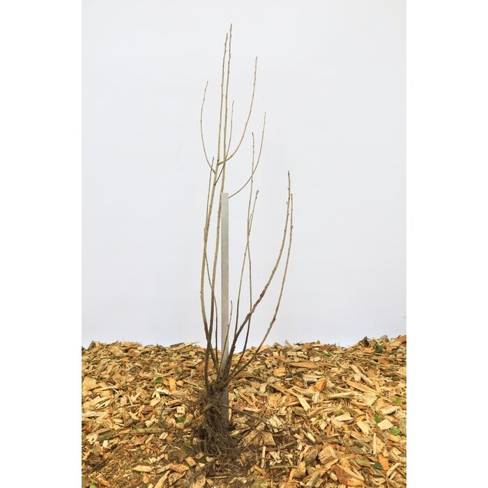 Aronia melanocarpa - Zwarte appelbes (Kale wortel) PRE-ORDER