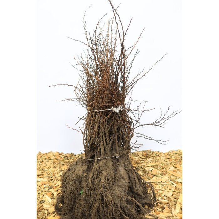 Berberis thunbergii - Zuurbes (Kale wortel) -> PRE-ORDER