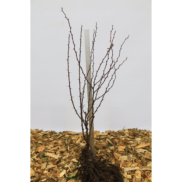 Berberis thunbergii - Zuurbes (Kale wortel) -> PRE-ORDER