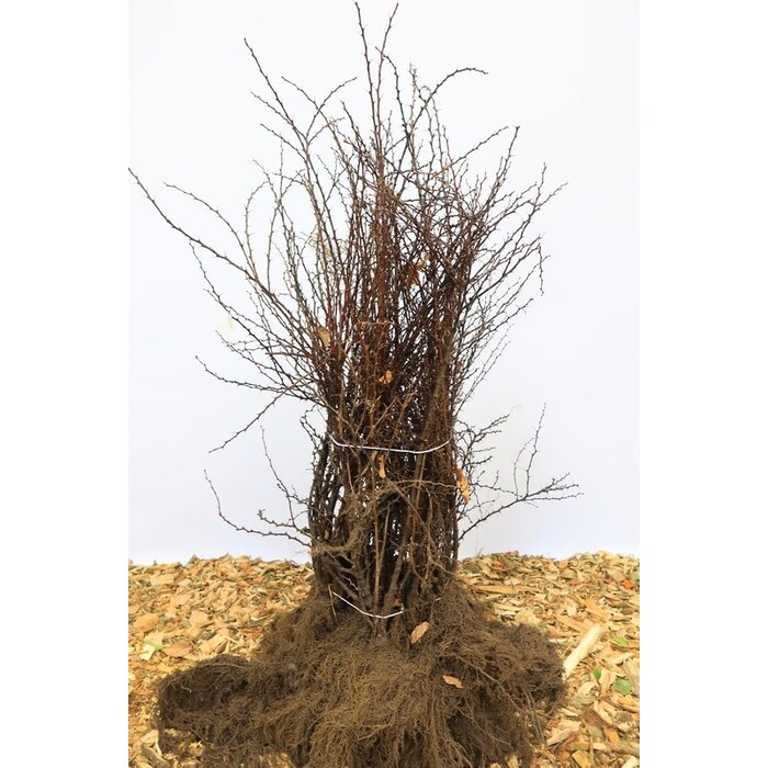 Berberis thunbergii - Zuurbes (Kale wortel) -> PRE-ORDER