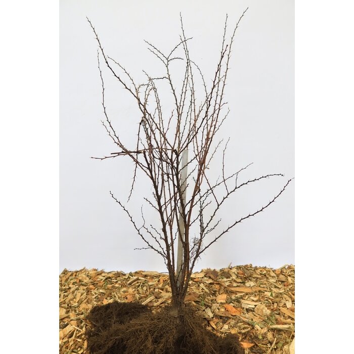 Berberis thunbergii - Zuurbes (Kale wortel) -> PRE-ORDER