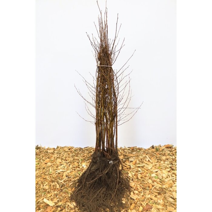 Betula pendula - Ruwe berk (Kale wortel) PRE-ORDER