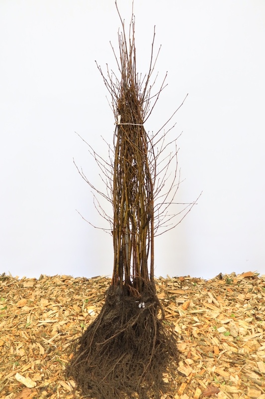 Betula pendula - Ruwe berk (Kale wortel)