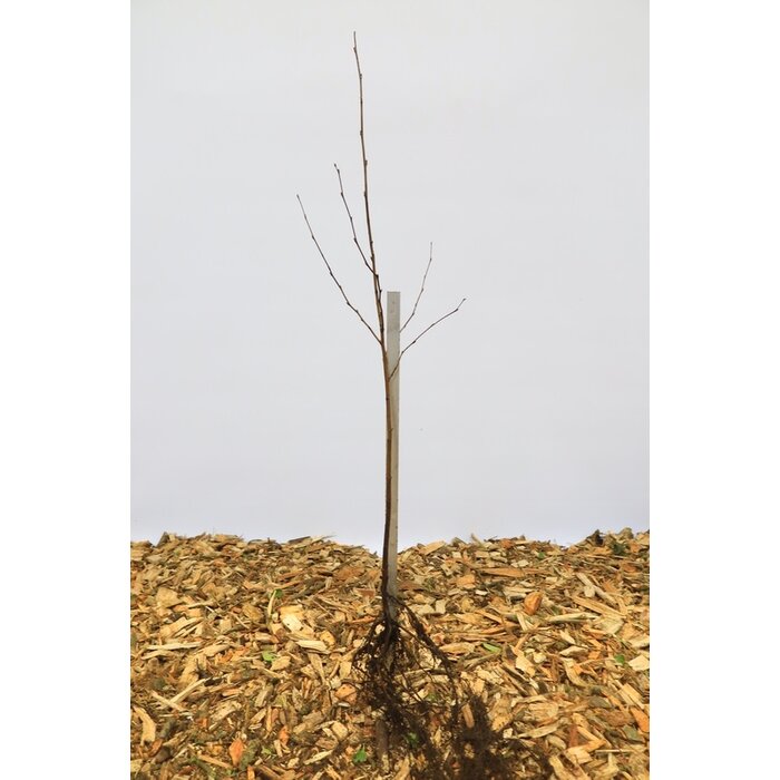 Betula pendula - Ruwe berk (Kale wortel) PRE-ORDER
