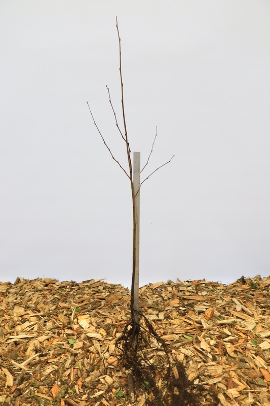 Betula pendula - Ruwe berk (Kale wortel)