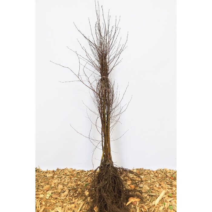 Betula pendula - Ruwe berk (Kale wortel) PRE-ORDER
