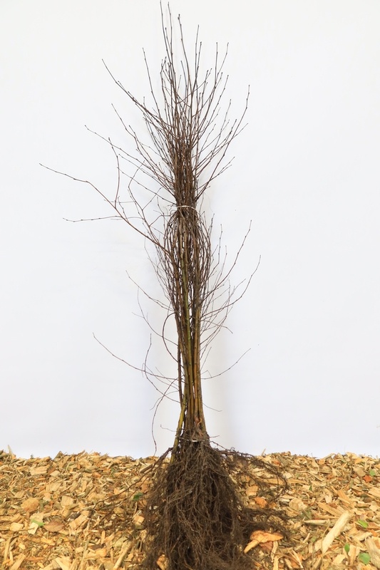 Betula pendula - Ruwe berk (Kale wortel)