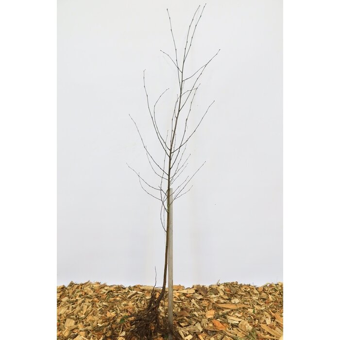 Betula pendula - Ruwe berk (Kale wortel) PRE-ORDER