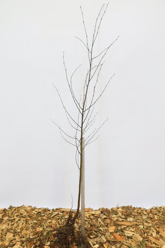 Betula pendula - Ruwe berk (Kale wortel)