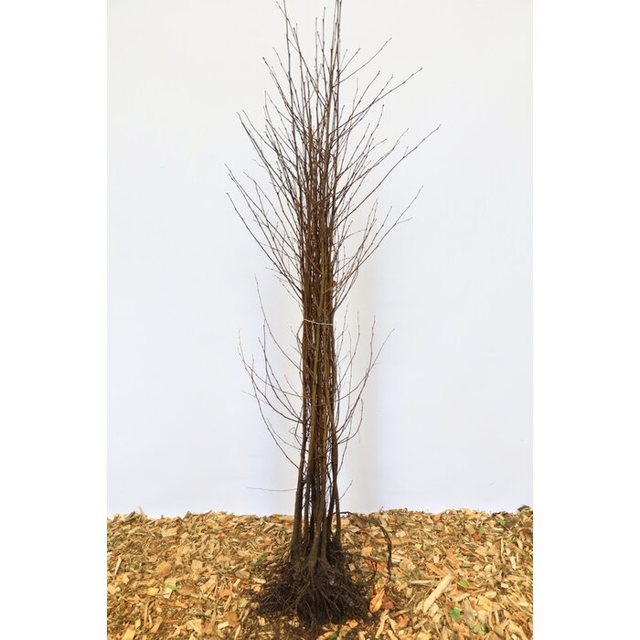 Betula pendula - Ruwe berk (Kale wortel) PRE-ORDER
