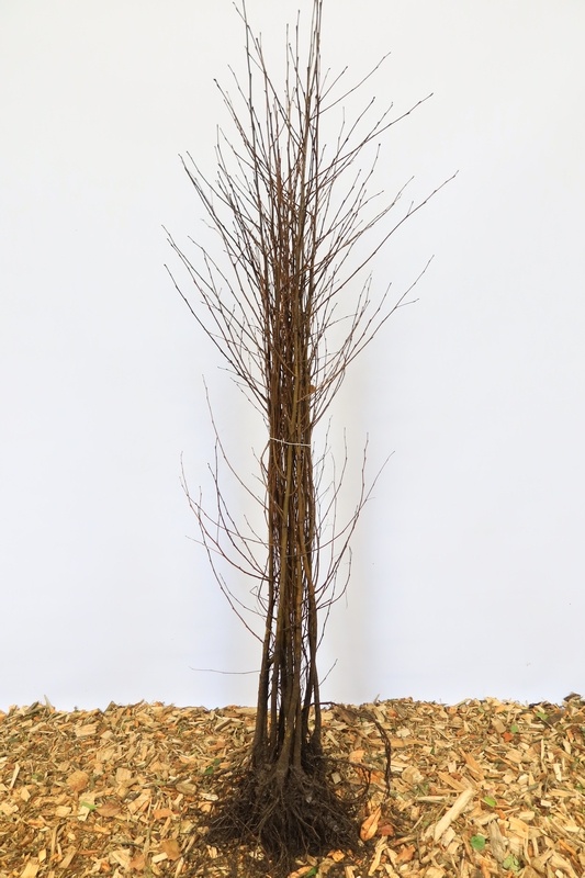 Betula pendula - Ruwe berk (Kale wortel)