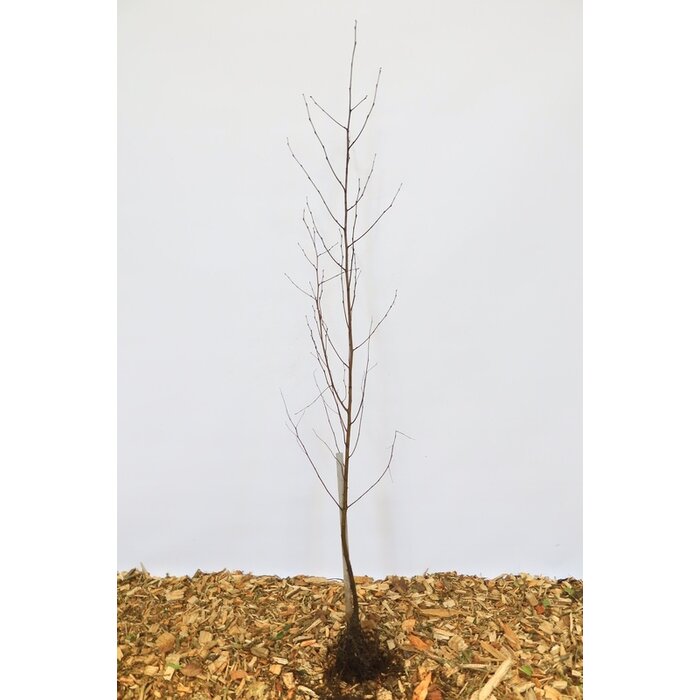 Betula pendula - Ruwe berk (Kale wortel) PRE-ORDER