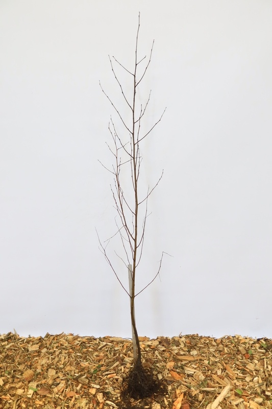 Betula pendula - Ruwe berk (Kale wortel)