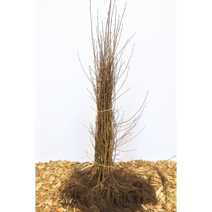 Betula pubescens - Zachte berk (Kale wortel)