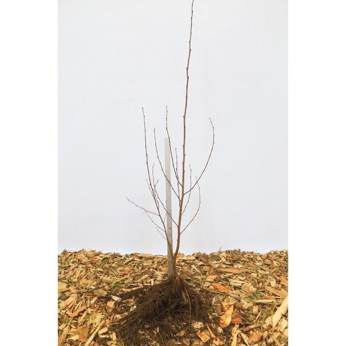 Betula pubescens - Zachte berk (Kale wortel)