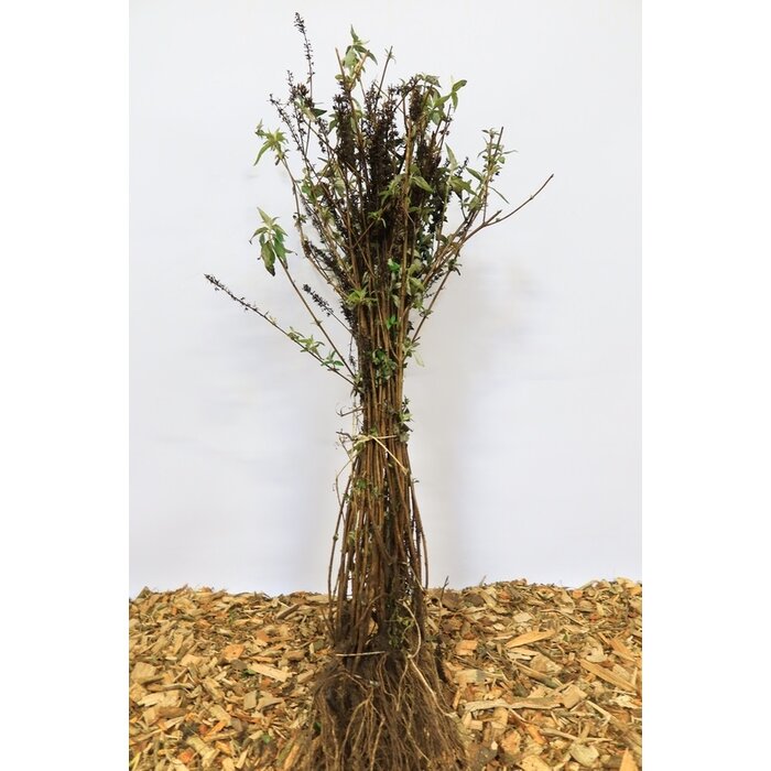 Buddleja davidii 'Empire Blue' - Vlinderstruik (Kale wortel)