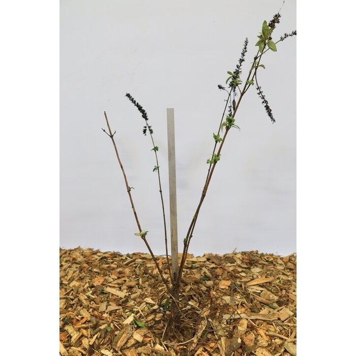 Buddleja davidii 'Empire Blue' - Vlinderstruik (Kale wortel)