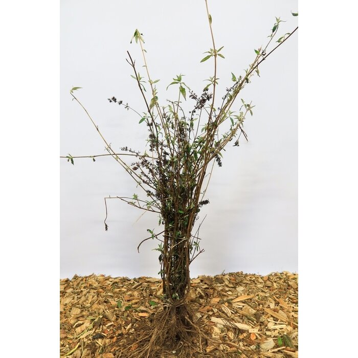 Buddleja davidii 'Royal Red' - Vlinderstruik (Kale wortel)