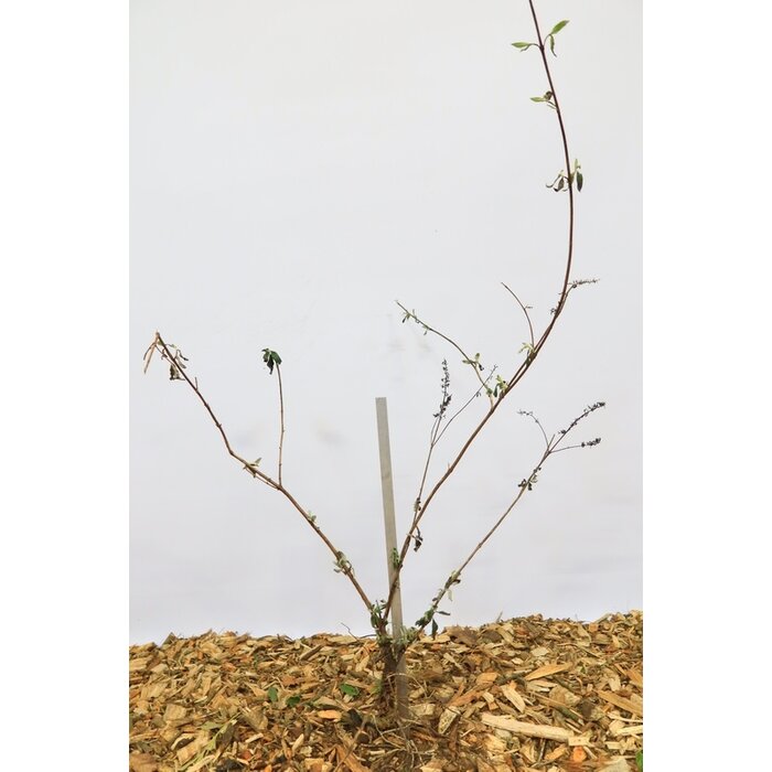 Buddleja davidii 'Royal Red' - Vlinderstruik (Kale wortel)