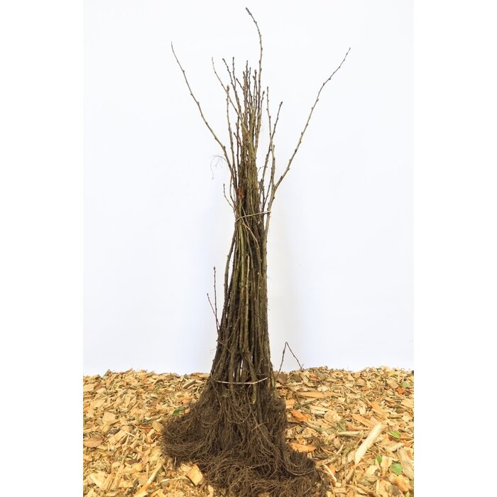 Caragana arborescens - Erwtenstruik (Kale wortel) PRE-ORDER