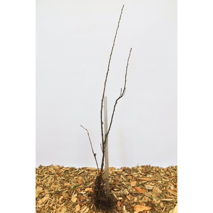 Caragana arborescens - Erwtenstruik (Kale wortel) PRE-ORDER