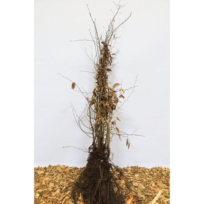 Carpinus betulus - Haagbeuk (Kale wortel) PRE-ORDER